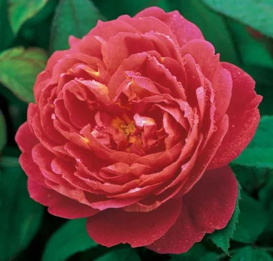 Rosa Benjamin Britten, Rose Benjamin Britten, English Rose Benjamin Britten, David austin rose Benjamin Britten, Fragrant roses., Shrub roses, red roses, Climbing Roses, Rose Bushes, Garden Roses