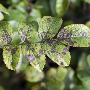 Rose Black Spot, Black Spot, Identify Black Spot, Rose Black Spot Symptoms, Prevent Black Spot, Treat Black Spot