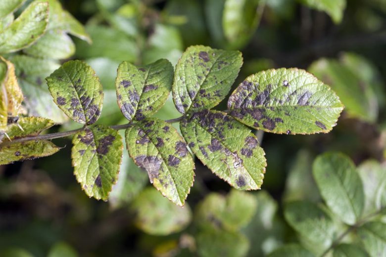 Rose Black Spot, Black Spot, Identify Black Spot, Rose Black Spot Symptoms, Prevent Black Spot, Treat Black Spot