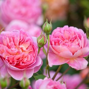 Rose Boscobel, Rosa Boscobel, English Rose Boscobel, David Austin Roses, English Roses, Rose Bushes, Orange roses, climbing roses, shrub roses, very fragrant roses, Garden Roses