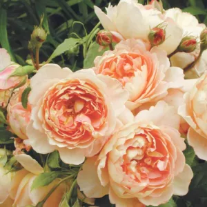 Rosa Carding Mill, Rosa 'Carding Mill', English Rose 'Lady Carding Mill, David Austin Rose, English Rose, Fragrant roses, Shrub roses, orange roses
