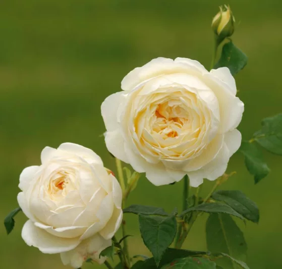 Rosa Claire Austin, Rosa Claire Austin, English Rose Claire Austin, David Austin Rose, English Rose, Fragrant roses, Shrub roses, cream roses, white roses
