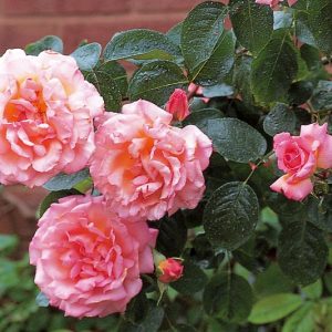 Rose 'Compassion', Rosa 'Compassion', Rambling Rose 'Compassion', Climbing rose 'Compassion', Rambler Roses, Climbing Roses, Pink roses, very fragrant roses, Shrub roses, Rose bushes, Garden Roses