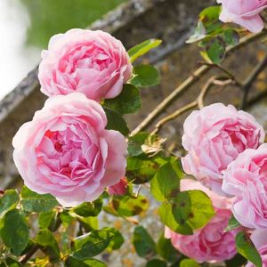 Rose 'Constance Spry', Rosa 'Constance Spry', Rosa 'Austance', Shrub Rose 'Constance Spry', Climbing Rose 'Constance Spry', David Austin Roses, English Roses, Climbing Roses, Pink roses, Shrub roses, Rose bushes, Garden Roses
