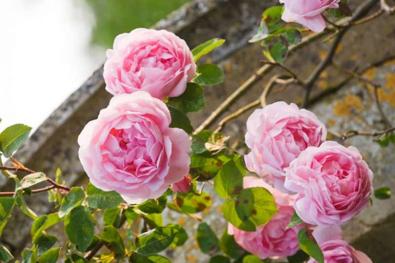 Rose 'Constance Spry', Rosa 'Constance Spry', Rosa 'Austance', Shrub Rose 'Constance Spry', Climbing Rose 'Constance Spry', David Austin Roses, English Roses, Climbing Roses, Pink roses, Shrub roses, Rose bushes, Garden Roses