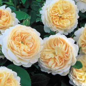 Rosa Crocus Rose, Rose Crocus Rose, Rosa 'Emanuel', Rosa 'City of Timaru', Rosa 'Ausquest', Shrub Roses, David Austin Roses, Cream Roses