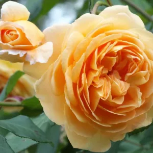 Rose Crown Princess Margareta, Rosa 'Crown Princess Margareta', English Rose 'Crown Princess Margareta', David Austin Roses, English Roses, Rose Bushes, Orange roses, climbing roses, shrub roses, very fragrant roses, Garden Roses