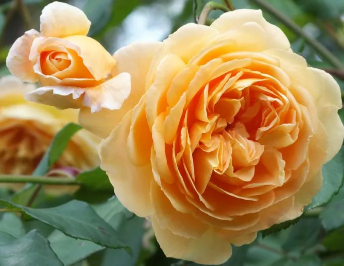 Rose Crown Princess Margareta, Rosa 'Crown Princess Margareta', English Rose 'Crown Princess Margareta', David Austin Roses, English Roses, Rose Bushes, Orange roses, climbing roses, shrub roses, very fragrant roses, Garden Roses