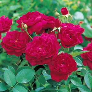 Rose 'Darcey Bussel', Rosa 'Darcey Bussel', English Rose 'Darcey Bussel', David Austin Roses, English Roses, Shrub roses, red roses, Rose bushes, Garden Roses