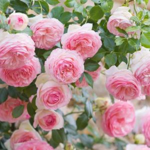 Rose 'Meiviolin', Climbing Rose 'Meiviolin', Rosa 'Eden Rose '88', Rosa 'Eden Rose '85', Rosa 'Pierre de Ronsard', Rosa 'Eden Climber', Climbing Hybrid Tea Rose 'Meiviolin', Pink roses, climbing roses, fragrant roses, Favorite roses, AGM Roses