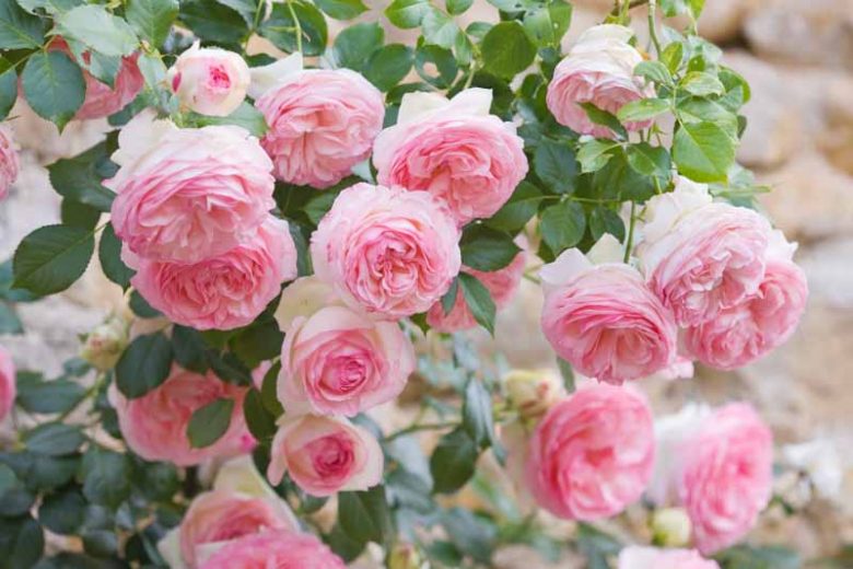 Rose 'Meiviolin', Climbing Rose 'Meiviolin', Rosa 'Eden Rose '88', Rosa 'Eden Rose '85', Rosa 'Pierre de Ronsard', Rosa 'Eden Climber', Climbing Hybrid Tea Rose 'Meiviolin', Pink roses, climbing roses, fragrant roses, Favorite roses, AGM Roses