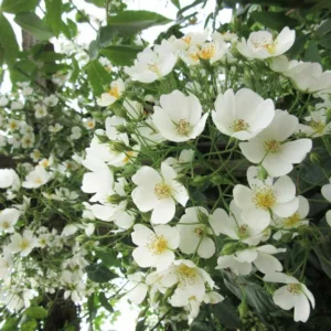 Rose filipes 'Kiftsgate', Rosa filipes 'Kiftsgate', Rosa 'Kiftsgate', Rambler Roses, Climbing Roses, White roses, Rose bushes, Garden Roses