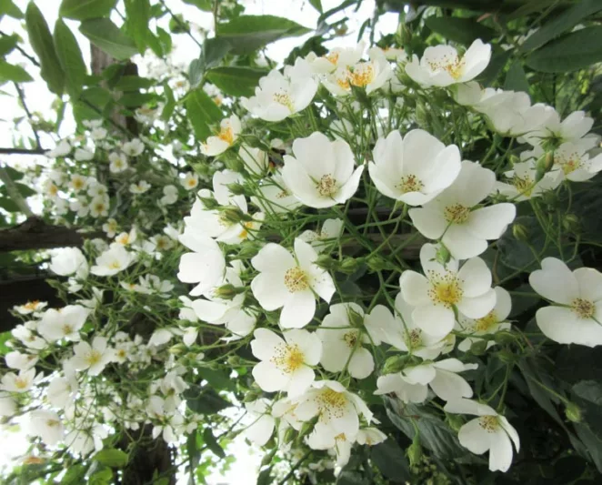 Rose filipes 'Kiftsgate', Rosa filipes 'Kiftsgate', Rosa 'Kiftsgate', Rambler Roses, Climbing Roses, White roses, Rose bushes, Garden Roses