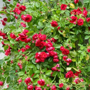 Rose ''Flammentanz', Rosa 'Flammentanz'', Rambling Rose 'Flammentanz', Climbing rose 'Flammentanz', Rose 'Flame Dance', Rose 'Flaming Dance', Rose 'Korflata', Rose 'Vlammenspel', Rambler Roses, Climbing Roses, Red roses
