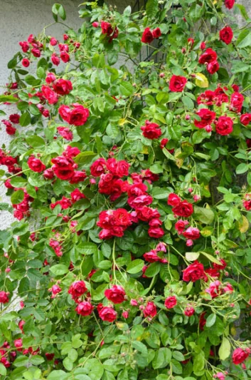 Rose ''Flammentanz', Rosa 'Flammentanz'', Rambling Rose 'Flammentanz', Climbing rose 'Flammentanz', Rose 'Flame Dance', Rose 'Flaming Dance', Rose 'Korflata', Rose 'Vlammenspel', Rambler Roses, Climbing Roses, Red roses