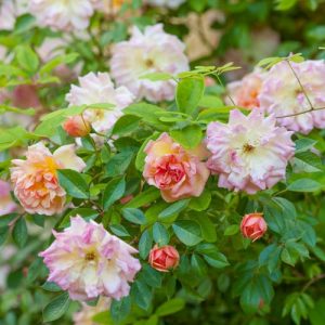 Rosa François Juranville, Rose François Juranville, Rosa 'François Juranville', Rambler Roses, Hybrid Wichurana Roses, agm roses, Fragrant roses, Shrub roses, pink roses, Climbing Roses, fragrant roses