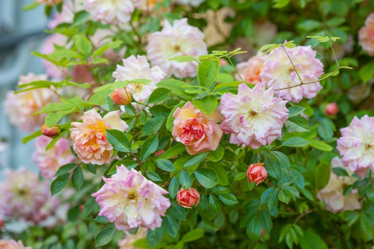 Rosa François Juranville, Rose François Juranville, Rosa 'François Juranville', Rambler Roses, Hybrid Wichurana Roses, agm roses, Fragrant roses, Shrub roses, pink roses, Climbing Roses, fragrant roses