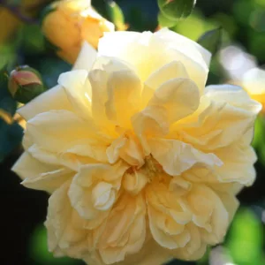 Rose 'Paul's Himalayan Musk', Rosa 'Paul's Himalayan Musk', Climbing Rose 'Paul's Himalayan Musk',  Rambler Rose 'Paul's Himalayan Musk', Climbing Roses, Pink roses, Rose bushes, Garden Roses