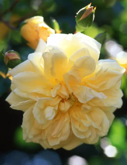 Rose 'Paul's Himalayan Musk', Rosa 'Paul's Himalayan Musk', Climbing Rose 'Paul's Himalayan Musk',  Rambler Rose 'Paul's Himalayan Musk', Climbing Roses, Pink roses, Rose bushes, Garden Roses