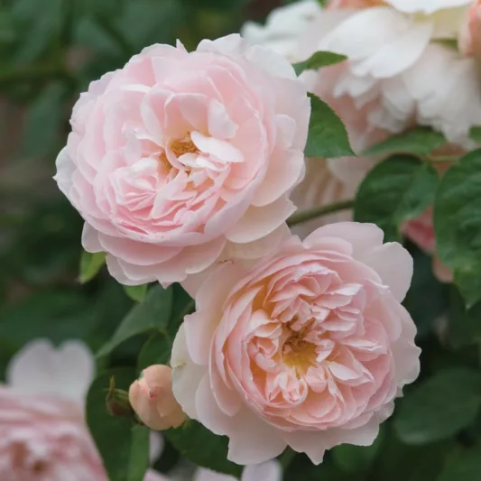 Rose Gentle Hermione, Rosa Gentle Hermione, English Rose Gentle Hermione, David Austin Roses, English Roses, Rose Bushes, very fragrant roses, Garden Roses