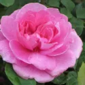 Rose Gertrude Jekyll, Rosa 'Gertrude Jekyll', English Rose 'Gertrude Jekyll', David Austin Roses, English Roses, Pink roses, Gertrude Jekyll, Fragrant roses, Rose Bushes, Garden roses, Most fragrant roses