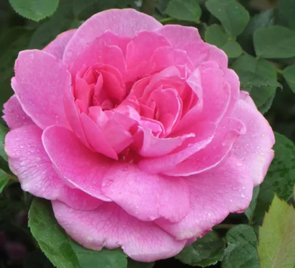 Rose Gertrude Jekyll, Rosa 'Gertrude Jekyll', English Rose 'Gertrude Jekyll', David Austin Roses, English Roses, Pink roses, Gertrude Jekyll, Fragrant roses, Rose Bushes, Garden roses, Most fragrant roses
