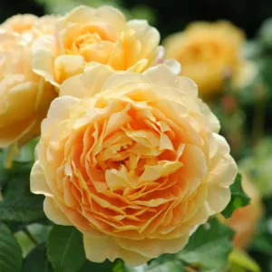 Rose Golden Celebration, Rosa 'Golden Celebration', English Rose 'Golden Celebration', David Austin Roses, English Roses, Yellow roses, shrub roses, Rose Bushes, Garden Roses, very fragrant roses