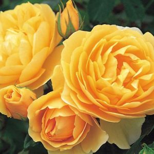 Rose Graham Thomas, Rosa 'Graham Thomas', English Rose 'Graham Thomas', David Austin Roses, English Roses, Yellow roses, shrub roses, Rose Bushes, Garden Roses, very fragrant roses, Favorite roses