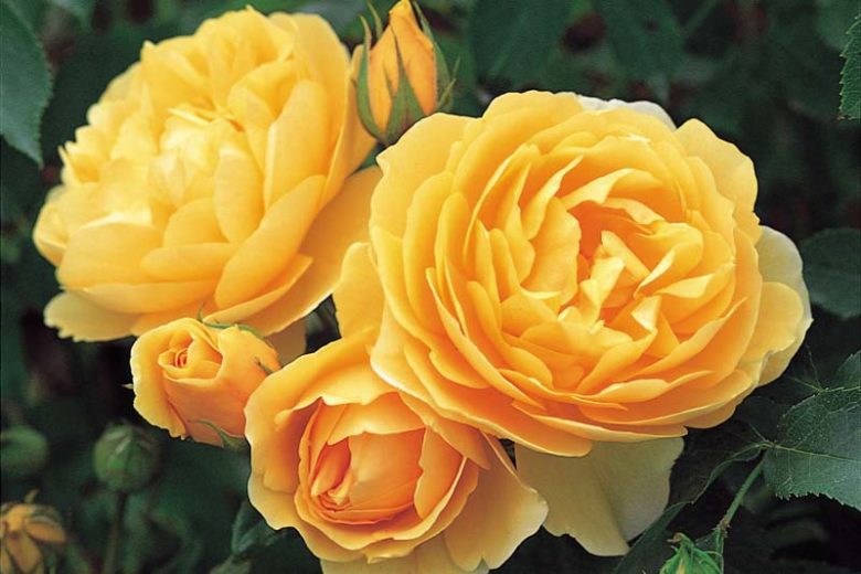 Rose Graham Thomas, Rosa 'Graham Thomas', English Rose 'Graham Thomas', David Austin Roses, English Roses, Yellow roses, shrub roses, Rose Bushes, Garden Roses, very fragrant roses, Favorite roses
