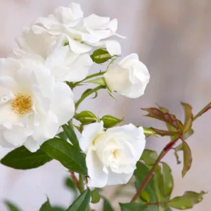 Rose 'Iceberg', Rosa 'Iceberg', Floribunda Rose 'Iceberg', Cluster Rose 'Iceberg', Rosa 'Korbin', Rosa 'Fee des Neiges', Rosa 'Schneewittchen', White roses, very fragrant roses, Shrub roses, Rose bushes, Climbing Roses, Garden Roses