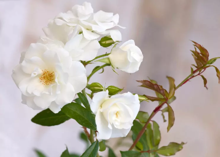 Rose 'Iceberg', Rosa 'Iceberg', Floribunda Rose 'Iceberg', Cluster Rose 'Iceberg', Rosa 'Korbin', Rosa 'Fee des Neiges', Rosa 'Schneewittchen', White roses, very fragrant roses, Shrub roses, Rose bushes, Climbing Roses, Garden Roses