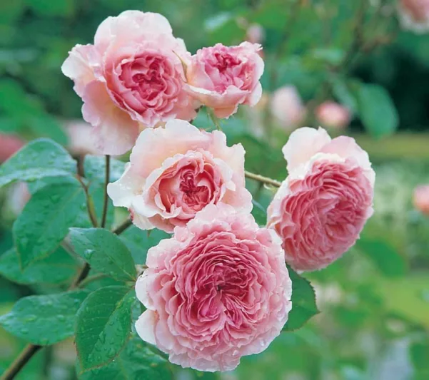 Rose 'James Galway', Auscrystal, Rosa 'James Galway', Climbing Rose 'James Galway', Thornless Roses, David Austin Roses, English Roses, Climbing Roses, Pink roses, very fragrant roses