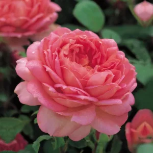 Rose Jubilee Celebration, Rosa Jubilee Celebration, English Rose Jubilee Celebration, David Austin Roses, English Roses, English Rose, Shrub roses, Rose Bushes, Garden Roses, pink roses