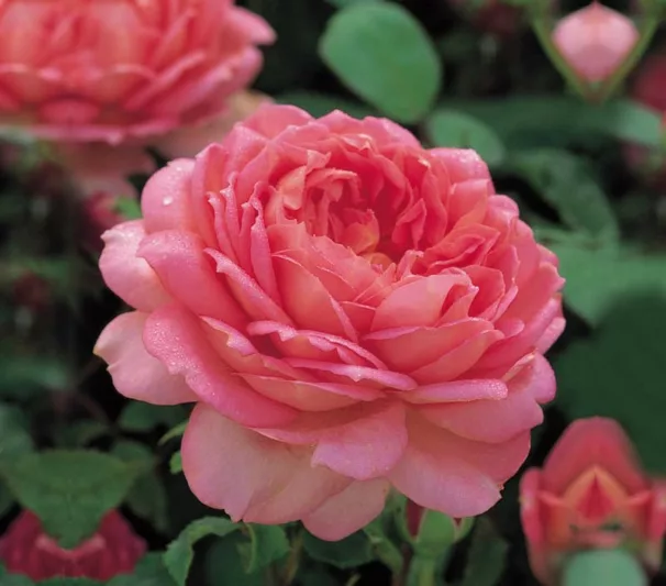 Rose Jubilee Celebration, Rosa Jubilee Celebration, English Rose Jubilee Celebration, David Austin Roses, English Roses, English Rose, Shrub roses, Rose Bushes, Garden Roses, pink roses