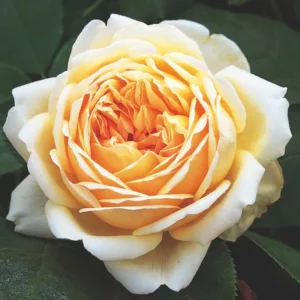 Rosa Jude the Obscure, Rose Jude the Obscure, English Rose Jude the Obscure, David austin rose Jude the Obscure, Fragrant roses., Shrub roses, yellow roses, apricot roses, Climbing Roses, Rose Bushes, Garden Roses