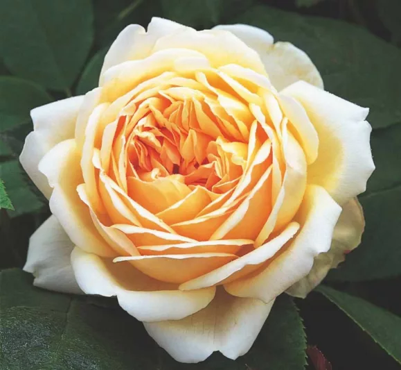 Rosa Jude the Obscure, Rose Jude the Obscure, English Rose Jude the Obscure, David austin rose Jude the Obscure, Fragrant roses., Shrub roses, yellow roses, apricot roses, Climbing Roses, Rose Bushes, Garden Roses