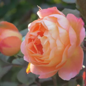 Rosa Lady Emma Hamilton, Rosa 'Lady Emma Hamilton', English Rose 'Lady Emma Hamilton', David Austin Rose, English Rose, Fragrant roses, Shrub roses, orange roses