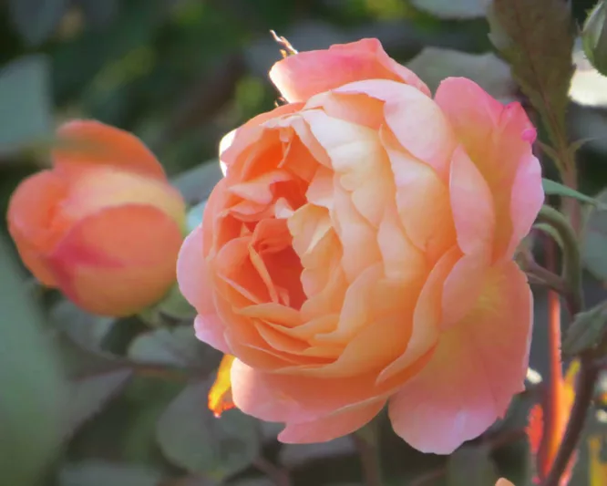 Rosa Lady Emma Hamilton, Rosa 'Lady Emma Hamilton', English Rose 'Lady Emma Hamilton', David Austin Rose, English Rose, Fragrant roses, Shrub roses, orange roses