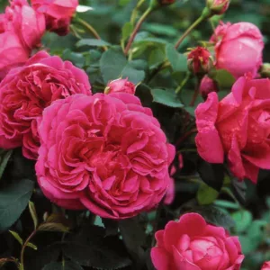 Rose Lady of Megginch, Rosa Lady of Megginch, David Austin Roses, English Roses, Shrub roses, pink roses, Rose Bushes, Garden Roses