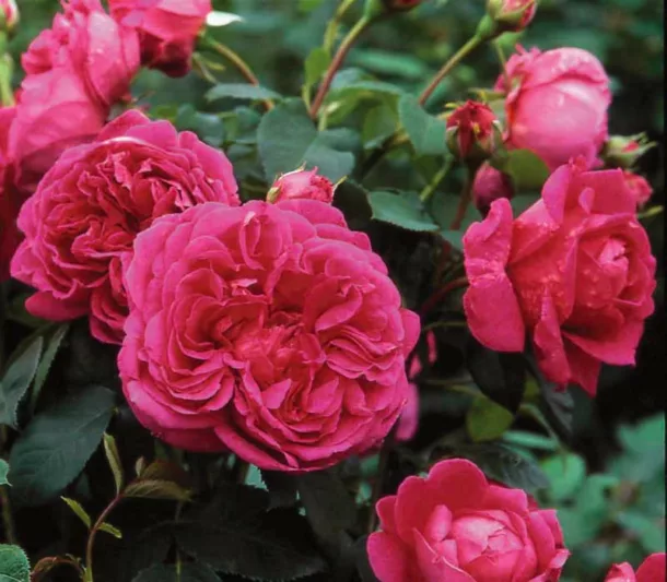 Rose Lady of Megginch, Rosa Lady of Megginch, David Austin Roses, English Roses, Shrub roses, pink roses, Rose Bushes, Garden Roses