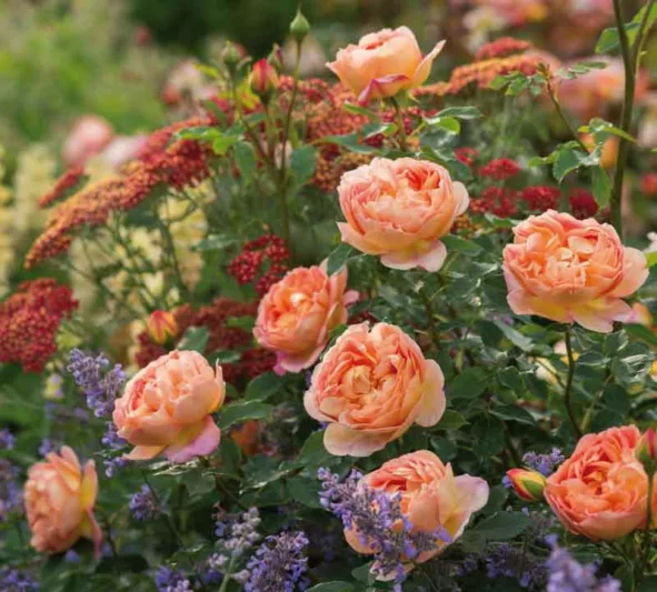 Rose 'Lady of Shalott', Rosa 'Lady of Shalott', English Rose 'Lady of Shalott', David Austin Rose, English Roses, Shrub roses, yellow roses