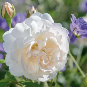 Rosa Lichfield Angel, Rosa Lichfield Angel, English Rose Lichfield Angel, David Austin Rose, English Rose, Fragrant roses, Shrub roses, white roses, creamy roses