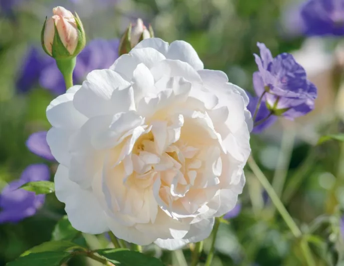 Rosa Lichfield Angel, Rosa Lichfield Angel, English Rose Lichfield Angel, David Austin Rose, English Rose, Fragrant roses, Shrub roses, white roses, creamy roses