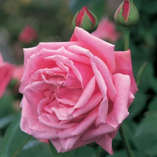 Rose 'Mme Caroline Testout', 'Caroline Testout', Rosa 'Mme Caroline Testout', Climbing Rose 'Mme Caroline Testout', Climbing Roses, Hybrid Tea Roses, Pink roses,  fragrant roses, Shrub roses, Rose bushes, Garden Roses