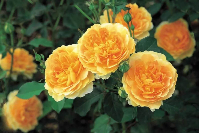 Rose Molineux, Rosa Molineux, English Rose Molineux, David Austin Roses, English Roses, Yellow roses, shrub roses, Rose Bushes, Garden Roses, very fragrant roses, Favorite roses