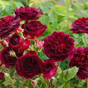 Rose 'Munstead Wood', Rosa 'Munstead Wood', English Rose 'Munstead Wood', David Austin Rose, English Roses, Shrub roses, redroses, Container roses, AGM Roses