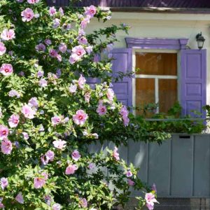 Rose of Sharon, Hibiscus syriacus, Hibiscus syriacus, Syrian hibiscus, Althea, Shrub Althea