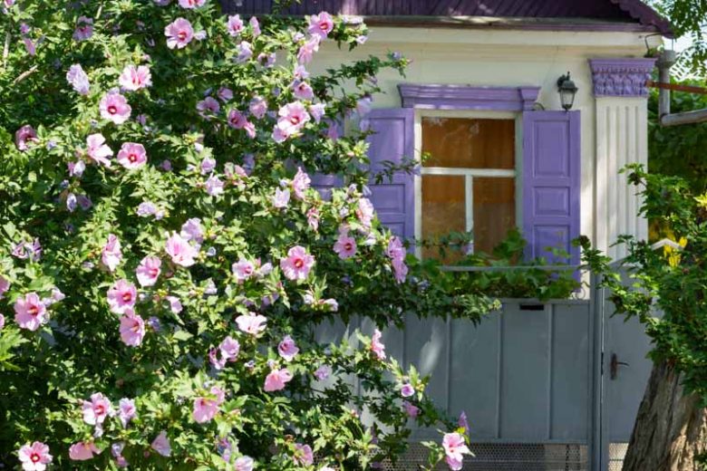 Rose of Sharon, Hibiscus syriacus, Hibiscus syriacus, Syrian hibiscus, Althea, Shrub Althea