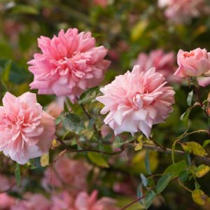 Rose 'Paul Noel', Rosa 'Paul Noel', Rose Paul Transon, Rosa Paul Transon, Hybrid Wichurana Roses, Large-Flowered Climber Roses, Rambler Roses, English Roses, Pink roses, climbing roses, very fragrant roses, Favorite roses, AGM Roses