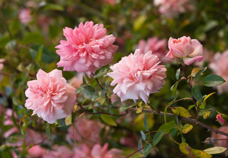 Rose 'Paul Noel', Rosa 'Paul Noel', Rose Paul Transon, Rosa Paul Transon, Hybrid Wichurana Roses, Large-Flowered Climber Roses, Rambler Roses, English Roses, Pink roses, climbing roses, very fragrant roses, Favorite roses, AGM Roses